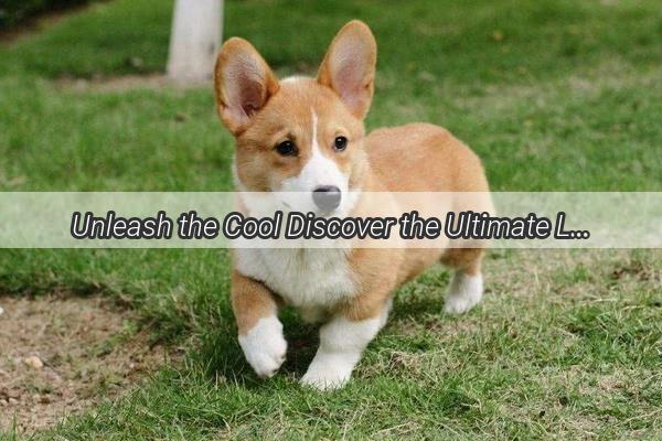 Unleash the Cool Discover the Ultimate List of Stylish and Chilling Dog Breeds